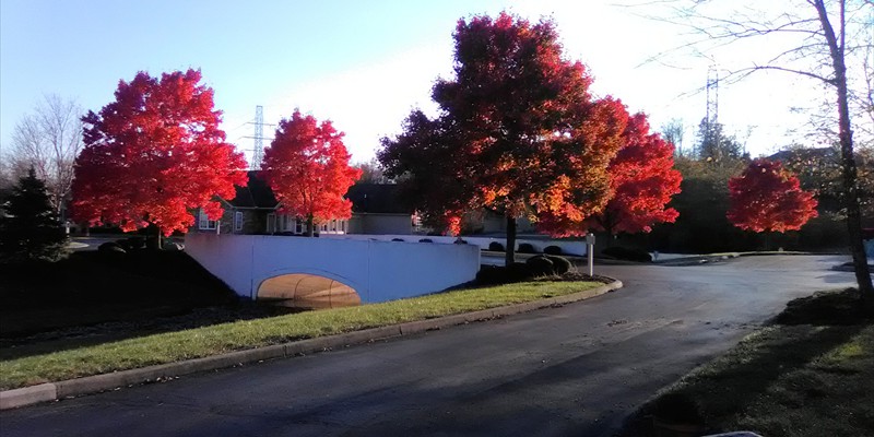 crossingsfalltrees