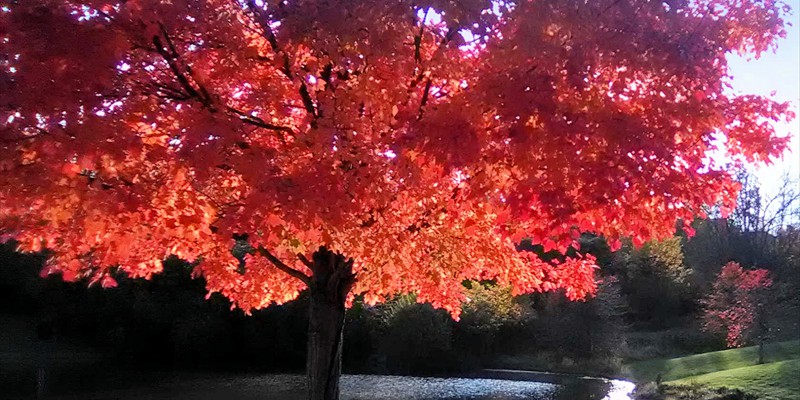 redtree1